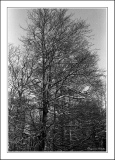 arbres-11.jpg