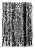 neige-10.jpg
