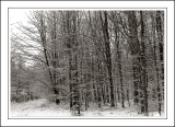 neige-8.jpg