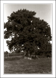 vieux Chene-1.jpg