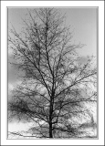 arbres-4.jpg